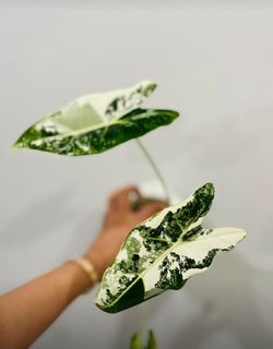 Variegated Alocasia Frydek 'Green Velvet’ White High Variegation CORM