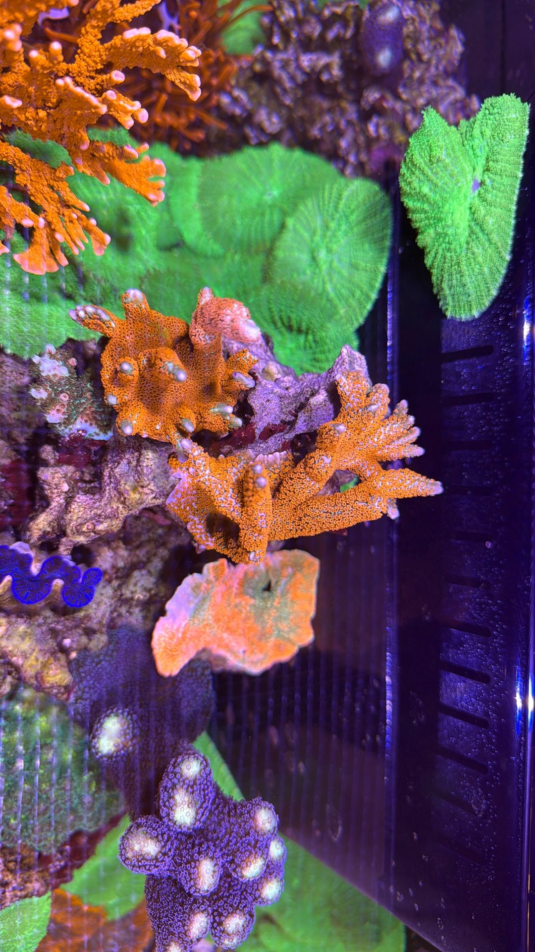 Fake Coral Red SPS
