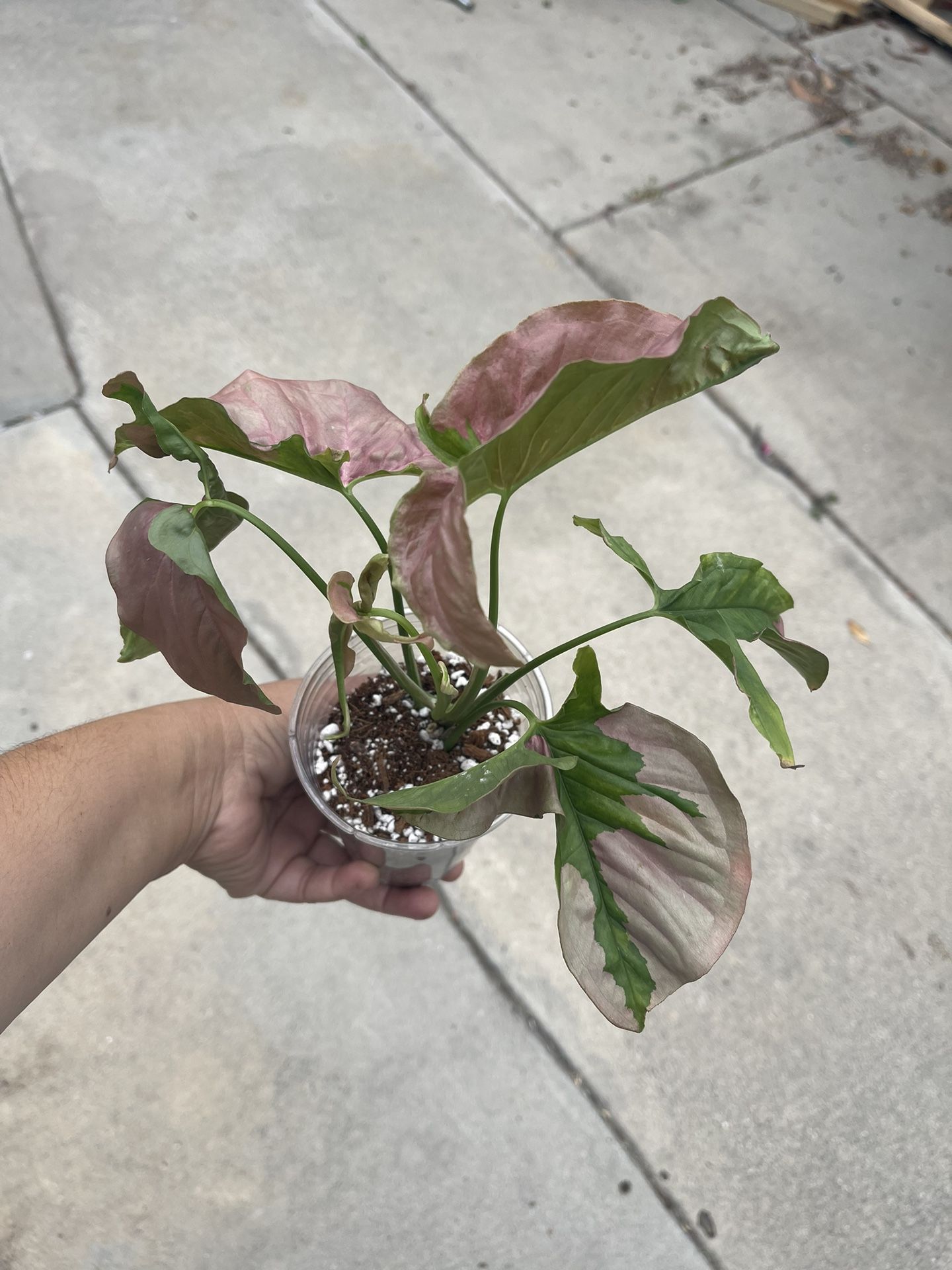 Rare Syngoniums Pink Lava