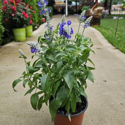 White And Blue Salvia PLANTS ARRIVE, BEAUTIFUL AND HEALTHY. $10 EACH