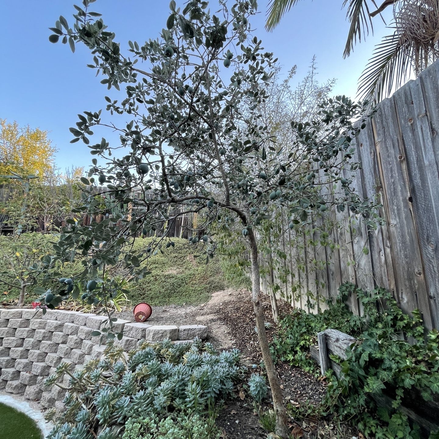 Pineapple Guava Tree