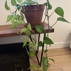 Plants! Mini Monstera And Golden Pathos