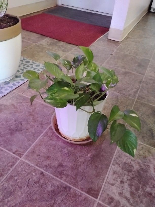 Plant
