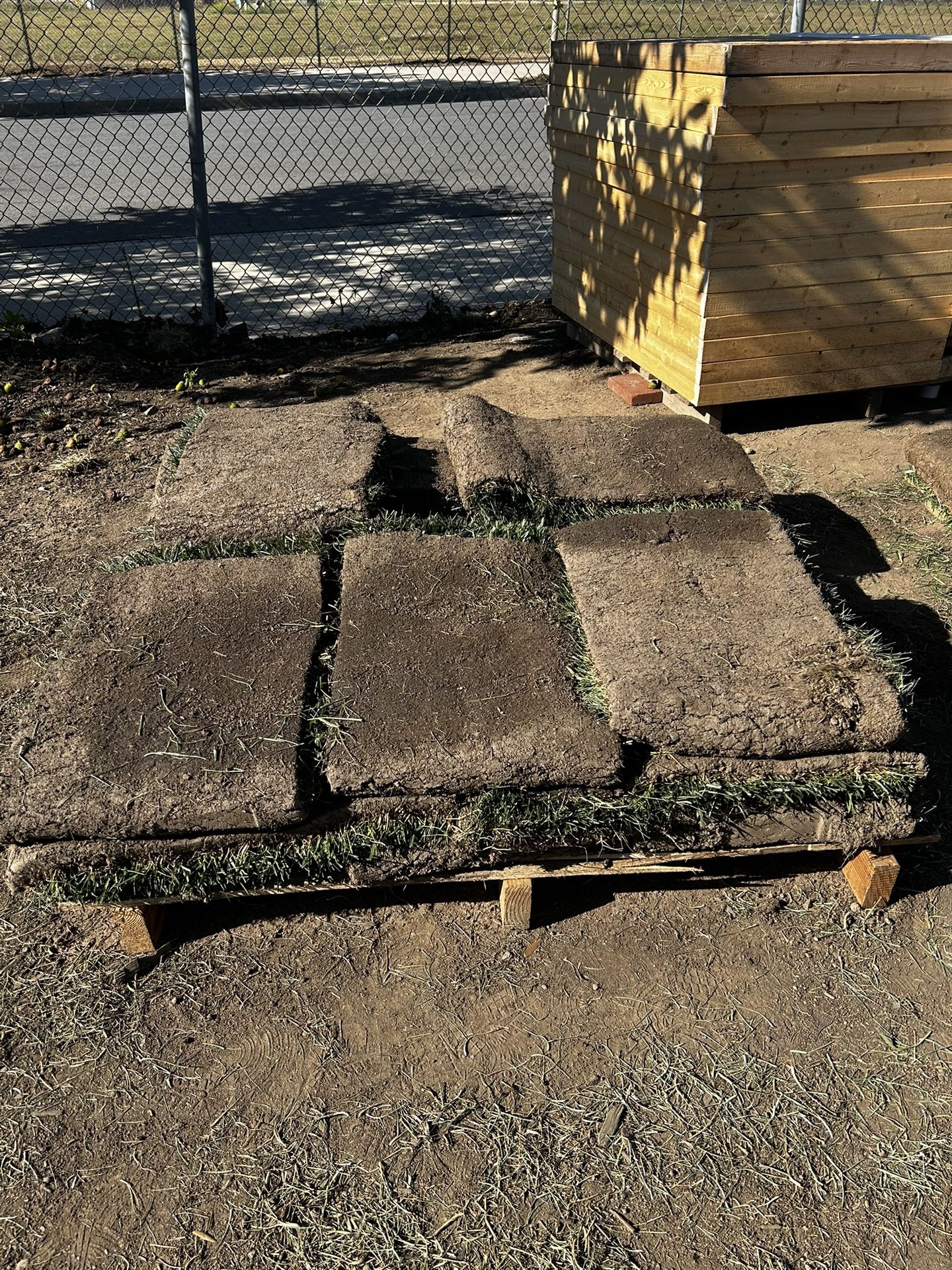 15 Pieces Of Fescue Grass