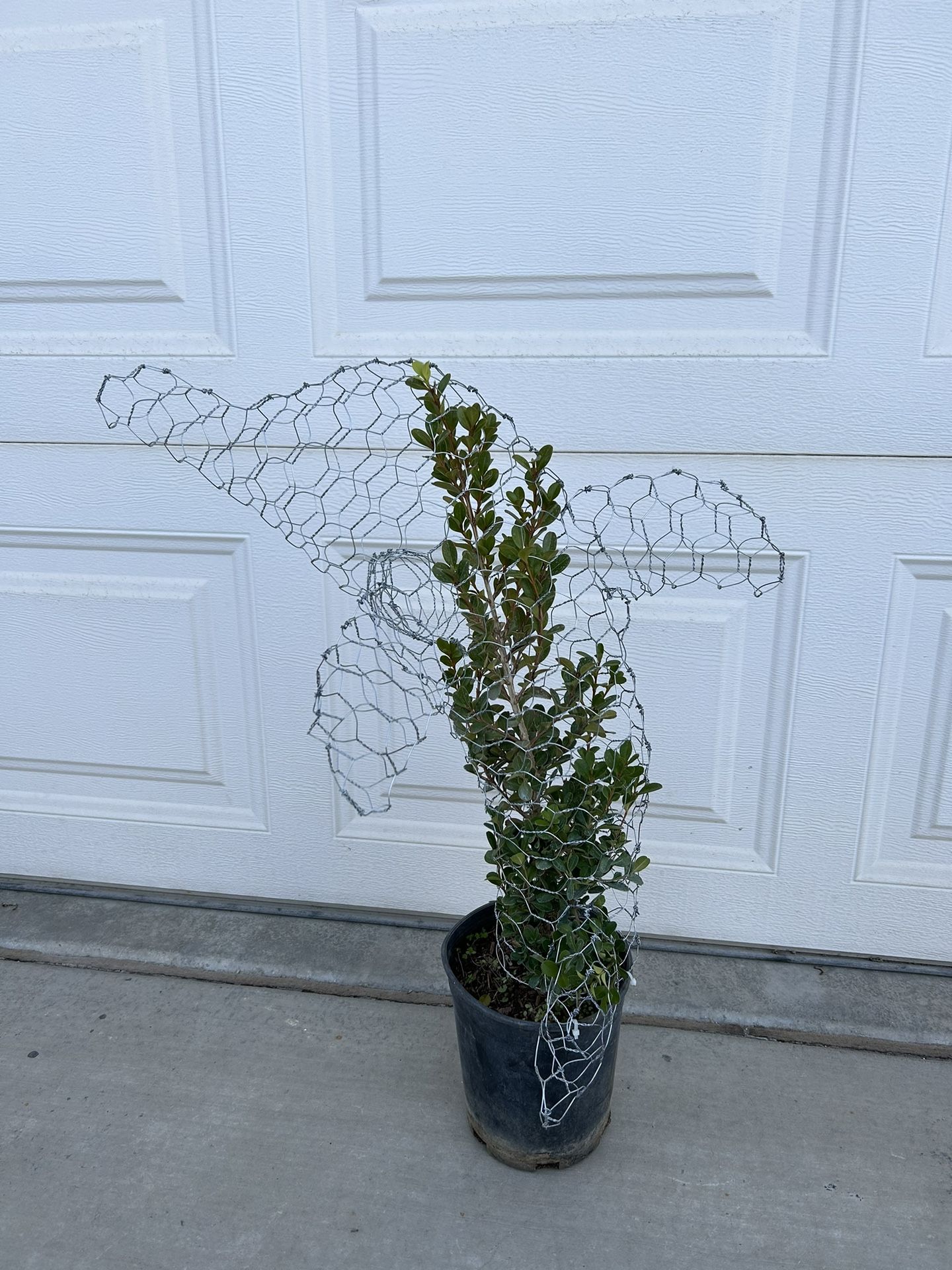 Dolphin Figure Growing Plant Perfect Gift