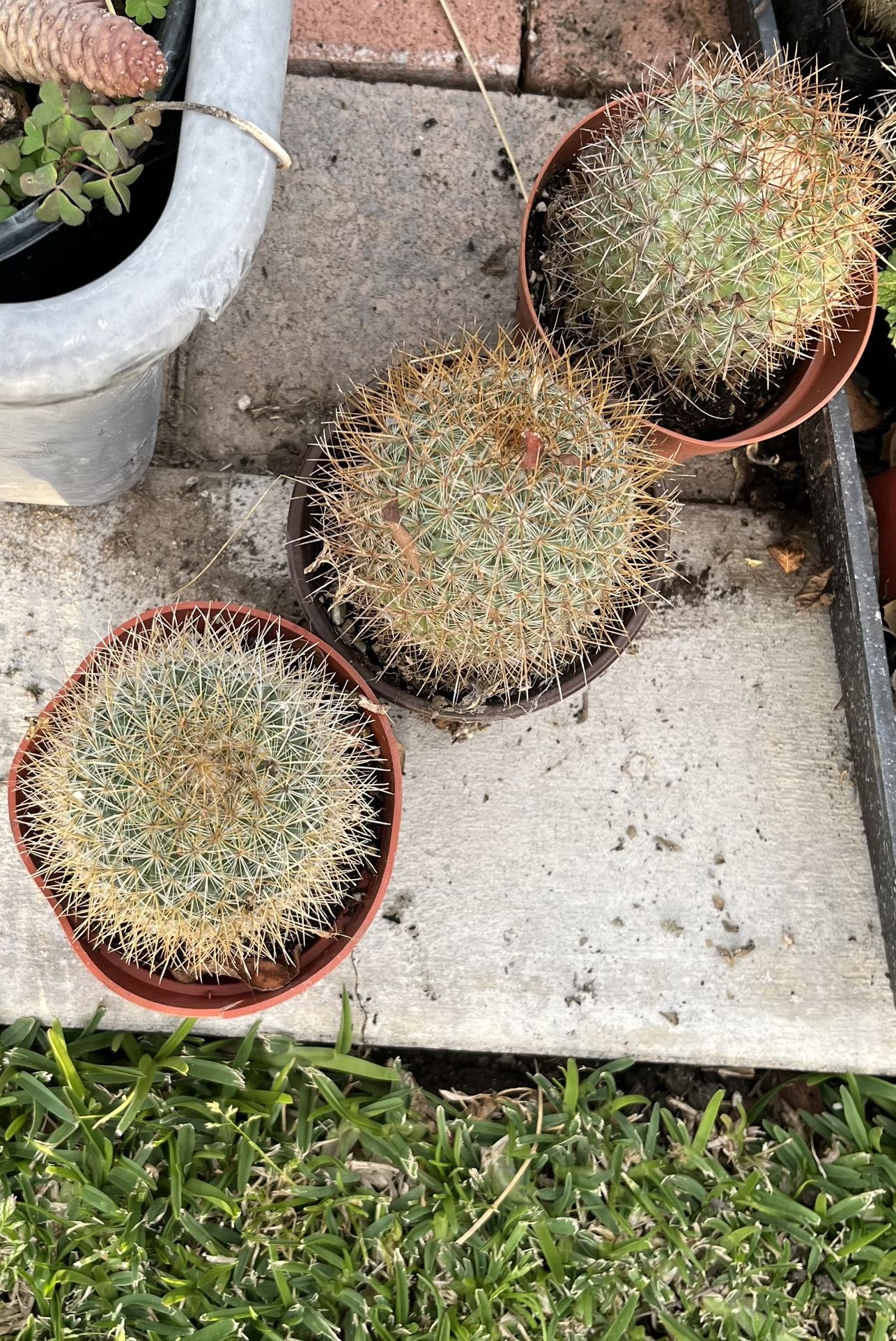 4” Cactus
