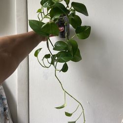 Golden Pothos 
