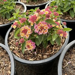 Lantana Hot Pink