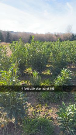 Skip Laurel