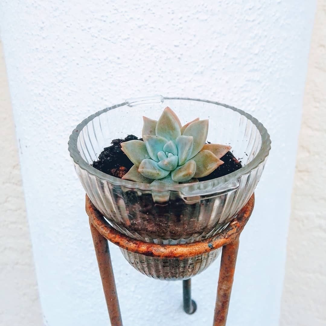 Succulent in Glass & Rustic Stand