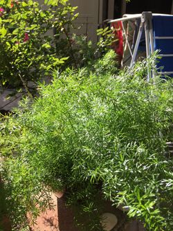 Plant Asparagus Firn