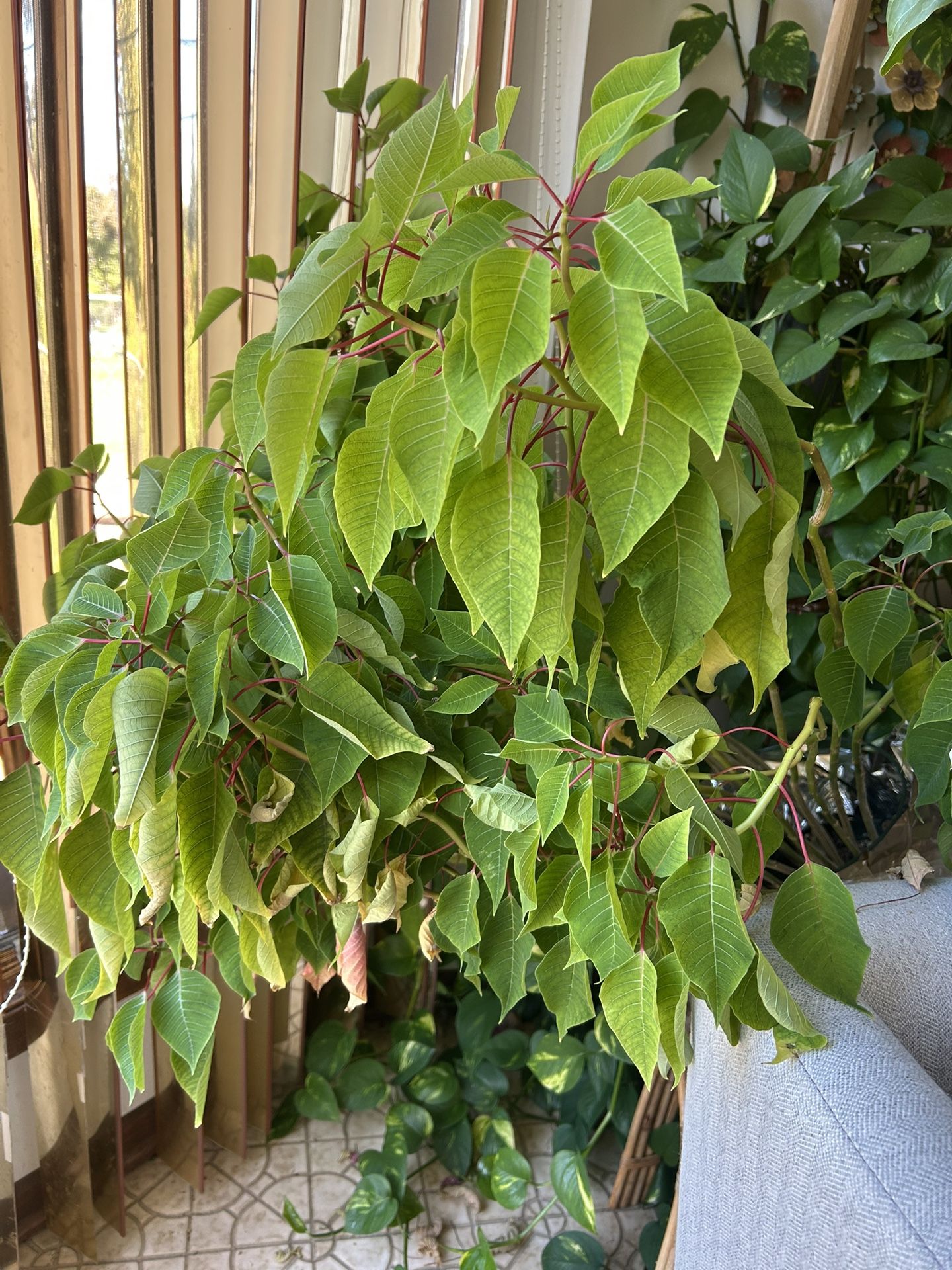 Jumbo Poinsettia Plant