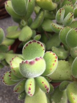 Succulents