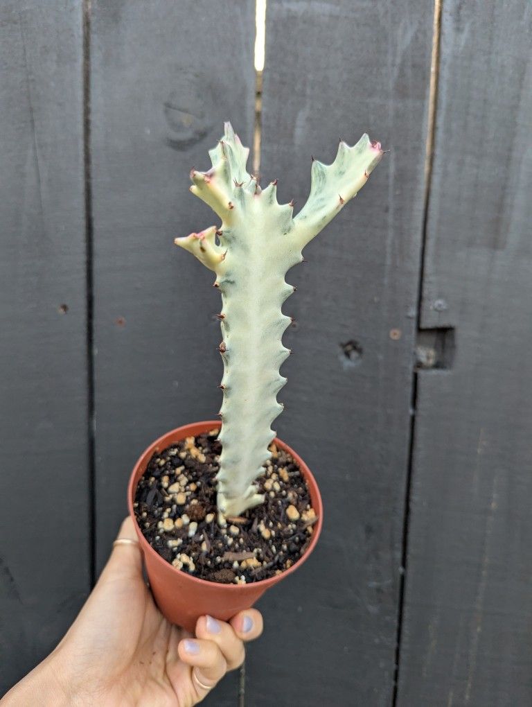 Euphorbia Lactea White Ghost Cactus Plant 4" Pot - Indoor House Plants