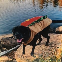 Hotdog Costume For A Large Dog