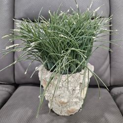 Bushy Grass Plant Beachy Sea Shells