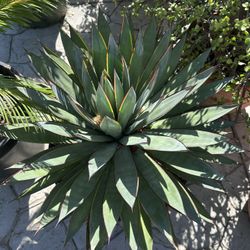 Succulents And Plants 