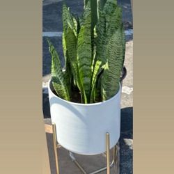 Potted Snake Plant -2ft 7 Inches 