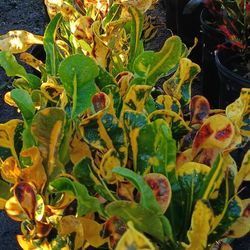 Croton Privacy Hedge Plants 🌿 3gl $6