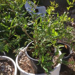 $20 pomegranate fruit tree 5 gallon
