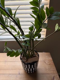 Cute ZZ Plant in Black and White Ceramic Pot