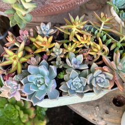 Succulent Arrangement In A Rustic Tin