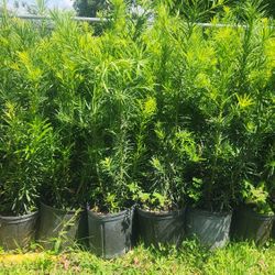 Podocarpus Plants For Privacy!!! 3 Feet Tall!! Fertilized 
