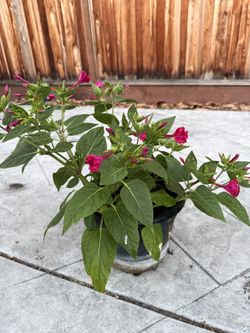 Four O'Clock, (Mirabilis Jalapa plants, Marvel of Peru) in 5 gallon pot 紫茉莉, 地雷花