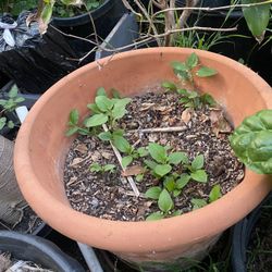 Terracotta Garden Pot 