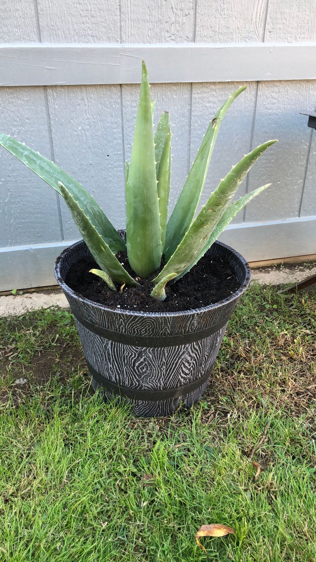 Olive Vera Plant