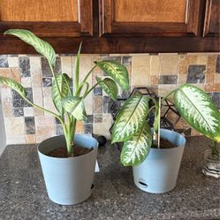 Dieffenbachia also called Dumb Cane plant