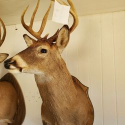 Deer Mount