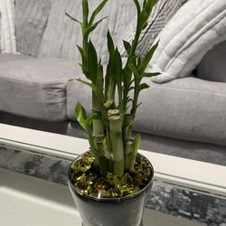 Lucky Bamboo