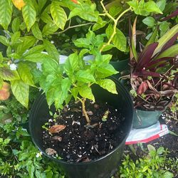 Pepper Live Plant Available 