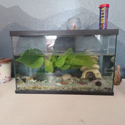 Beta Tank