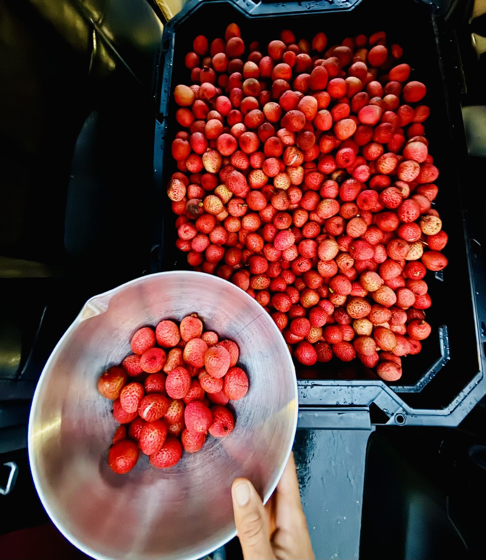 Lychees / Lichis