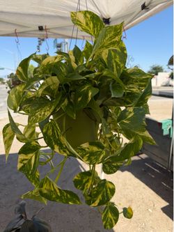 PATRICIO POTHOS