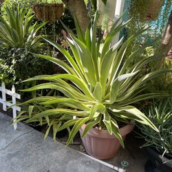 Plants