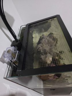 Salt water fish tank
