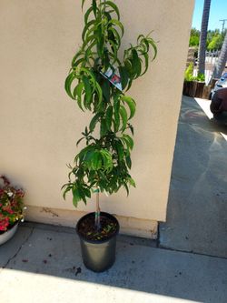 Peach tree