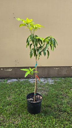 Peach cobbler mango tree