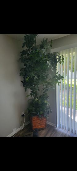 7ft Badcock Tree