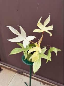 6” philodendron Florida ghost