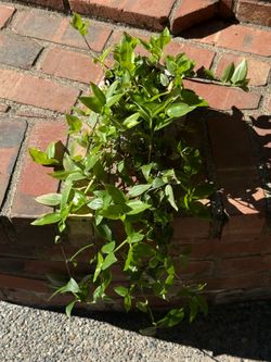 Healthy Indoor Potted Plants with Pot