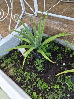 BIG ALOE PLANT