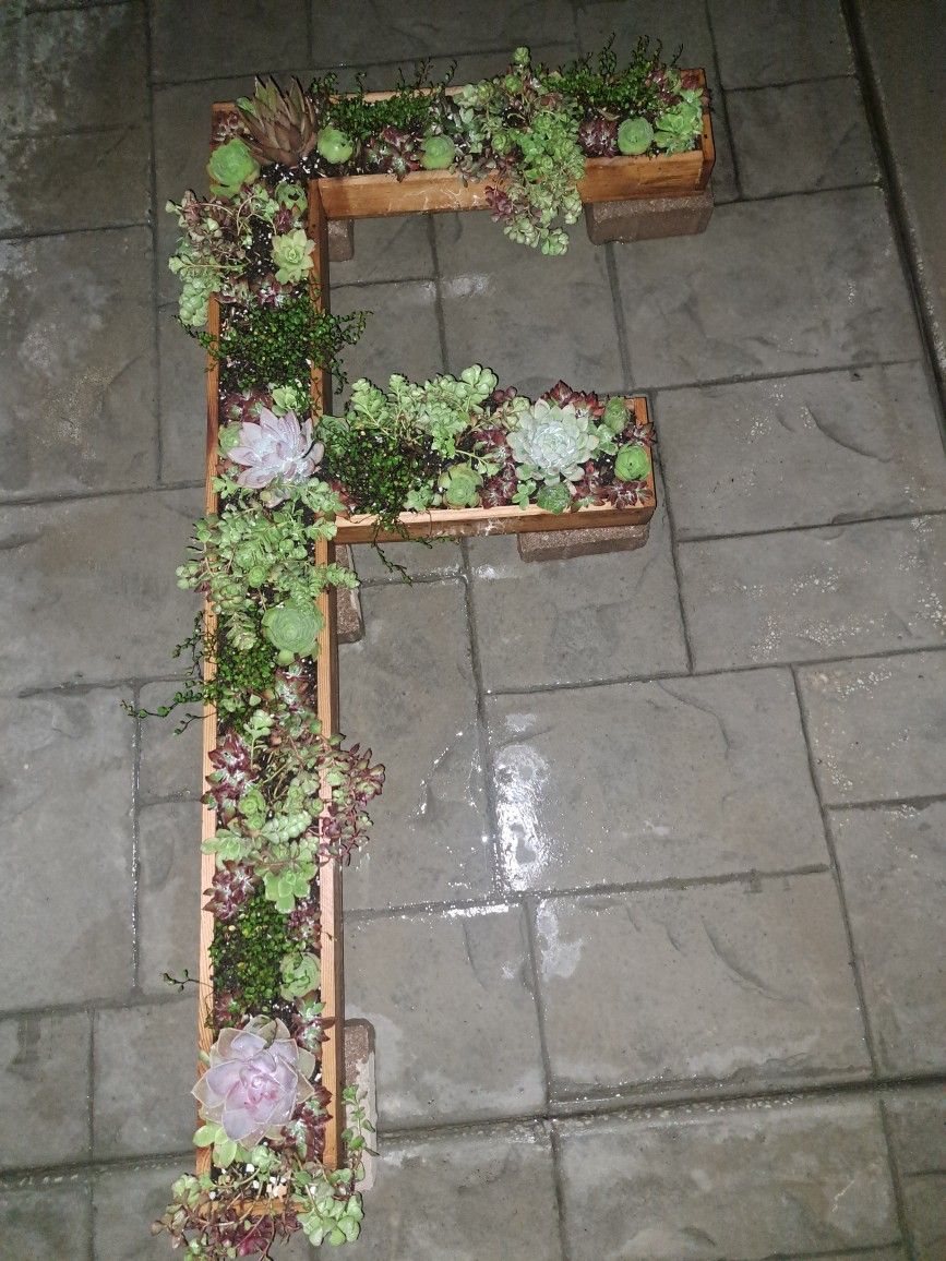 3 Ft Letter F wall Decor Live Succulents
