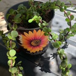 House Plant