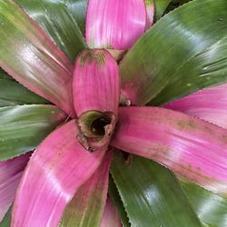 Plants Plants Plants