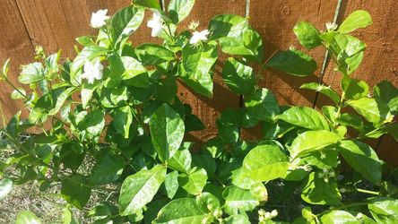 Jasmine mesmerizing fragrance blooming plant