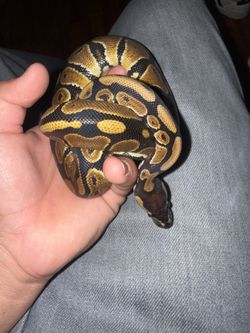 Ball python snake